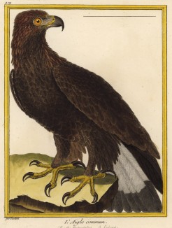 Великолепный орёл (из Table des Planches Enluminées d'Histoire Naturelle de M. D'Aubenton (фр.). Утрехт. 1783 год (лист 409))