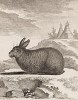 Дикий кролик из Канады (лист XXXVIII иллюстраций ко второму тому знаменитой "Естественной истории" графа де Бюффона, изданному в Париже в 1749 году)