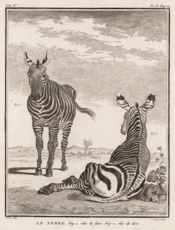 Две зебры (лист II иллюстраций к пятому тому знаменитой "Естественной истории" графа де Бюффона, изданному в Париже в 1755 году)