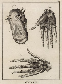 Анатомия. Мышцы рук и ног. (Ивердонская энциклопедия. Том I. Швейцария, 1775 год)