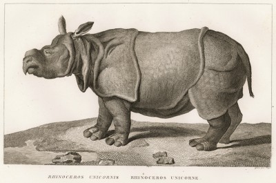 Великолепный носорог (лист из La ménagerie du muséum national d'histoire naturelle ou description et histoire des animaux... -- знаменитой в эпоху Наполеона работы по натуральной истории)