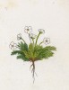 Проломник черепитчатый (Androsace imbrucata (лат.)) (лист 332 известной работы Йозефа Карла Вебера "Растения Альп", изданной в Мюнхене в 1872 году)