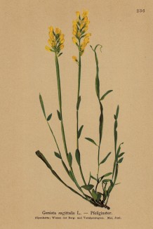Дрок стрельчатый (Genista Sagittalis (лат.)) (из Atlas der Alpenflora. Дрезден. 1897 год. Том III. Лист 236)