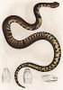 Угрожающая Uranops Leprieuri (лат.) (из Naturgeschichte der Amphibien in ihren Sämmtlichen hauptformen. Вена. 1864 год)