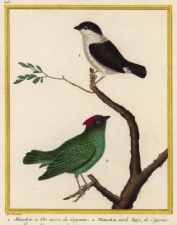 Два симпатичных манакина (выглядят лучше, чем поют, так как имеют nickname "немая птица") (из Table des Planches Enluminées d'Histoire Naturelle de M. D'Aubenton (фр.). Утрехт. 1783 год (лист 303))