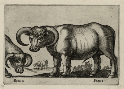 Буйволы (bonaso (уст. ит.)) (лист из альбома Nova raccolta de li animali piu curiosi del mondo disegnati et intagliati da Antonio Tempesta... Рим. 1651 год)