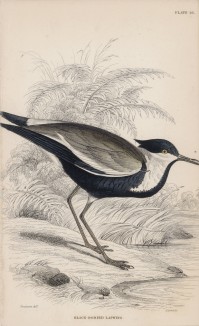 Черноголовый чибис, или пигалица (Vanellus melanocephalus (лат.)) (лист 26 тома XXIII "Библиотеки натуралиста" Вильяма Жардина, изданного в Эдинбурге в 1843 году)