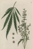 Марихуана-мальчик. Cannabis mas - посконь (замашка, дерганец) - мужское растение конопли. Отлично от женского формой соцветий, более высоким стеблем, листвой и более ранним (50 дней) созреванием. Э. Блеквелл "Гербарий", л.322b