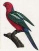 Синехвостый ожереловый попугай (лист 55 иллюстраций к первому тому Histoire naturelle des perroquets Франсуа Левальяна. Изображения попугаев из этой работы считаются одними из красивейших в истории. Париж. 1801 год)