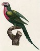 Розовобрюхий попугайчик (лист 31 иллюстраций к первому тому Histoire naturelle des perroquets Франсуа Левальяна. Изображения попугаев из этой работы считаются одними из красивейших в истории. Париж. 1801 год)
