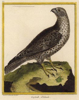 Исландский кречет (из Table des Planches Enluminées d'Histoire Naturelle de M. D'Aubenton (фр.). Утрехт. 1783 год (лист 210))