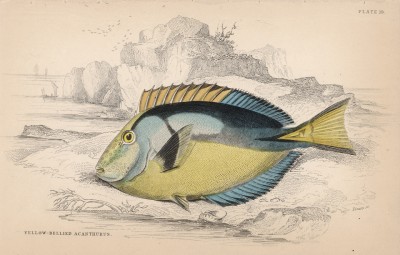 Голубая рыба-хирург (Acanthurus hepatus (лат.)) (лист 19 тома XXVIII "Библиотеки натуралиста" Вильяма Жардина, изданного в Эдинбурге в 1843 году)
