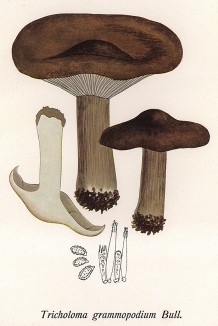 Рядовка амилоидноспоровая, Tricholoma grammopodium Bull. (лат.), съедобный гриб. Дж.Бресадола, Funghi mangerecci e velenosi, т.I, л.49. Тренто, 1933