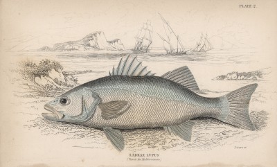 Морской окунь (Labrax lupus (лат.)) (лист 2 XXIX тома "Библиотеки натуралиста" Вильяма Жардина, изданного в Эдинбурге в 1835 году