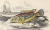 Пятнистый губан (Labrus bergylta (лат.)) (лист 22 XXXII тома "Библиотеки натуралиста" Вильяма Жардина, изданного в Эдинбурге в 1843 году)