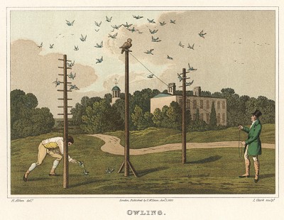 Ловля птиц "на тревогу" с помощью подсадного хищника - совы. The National Sports of Great Britain by Henry Alken. Лондон, 1903