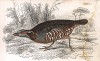 Скалистая (каменная) куропатка (лат. Perdix Petrosa). Вильям Жардин, "Библиотека натуралиста". Эдинбург, 1840