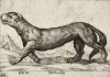 Куница (лист из альбома Nova raccolta de li animali piu curiosi del mondo disegnati et intagliati da Antonio Tempesta... Рим. 1651 год)
