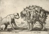 Индийские собаки (лист из альбома Nova raccolta de li animali piu curiosi del mondo disegnati et intagliati da Antonio Tempesta... Рим. 1651 год)