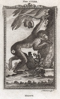 Магот, или бесхвостый макак, он же варварийская обезьяна (лист CCLXII)