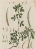 Пажитник сенной, или греческий, или шамбала (Trigonella foenum-graуcum (лат. )) — однолетнее растение семейства бобовые (лист 384 "Гербария" Элизабет Блеквелл, изданного в Нюрнберге в 1757 году)