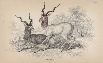Винторогая антилопа аддакс (Oryx addax (лат.)) (лист 25 тома XI "Библиотеки натуралиста" Вильяма Жардина, изданного в Эдинбурге в 1843 году)