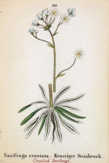 Камнеломка гребневая (Saxifraga crustata (лат.)) (лист 163 известной работы Йозефа Карла Вебера "Растения Альп", изданной в Мюнхене в 1872 году)