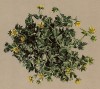 Лапчатка студёная (Potentilla frigida Vill. (лат.)) (из Atlas der Alpenflora. Дрезден. 1897 год. Том III. Лист 225)