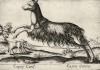 Capra canina (ит.) (коза собачья) (лист из альбома Nova raccolta de li animali piu curiosi del mondo disegnati et intagliati da Antonio Tempesta... Рим. 1651 год)