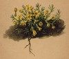 Виталиана примулоцветковая, или Дуглазия Виталя (Douglasia vitaliana (лат.)) (из Atlas der Alpenflora. Дрезден. 1897 год. Том IV. Лист 315)