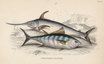 1. Макрель-пуля 2. Меч-рыба (1. Auxis vulgaris 2. Xiphias gladius (лат.)) (лист 12 XXXII тома "Библиотеки натуралиста" Вильяма Жардина, изданного в Эдинбурге в 1843 году)