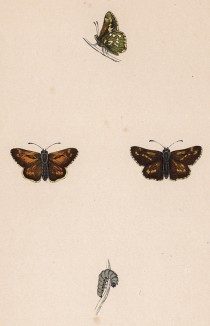 Бабочка толстоголовка Запятая (лат. Papilio Comma) и ее гусеница. History of British Butterflies Френсиса Морриса. Лондон, 1870, л.69