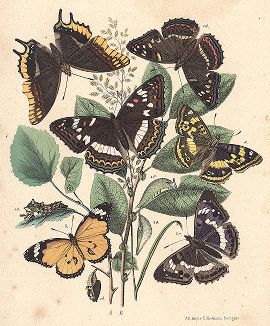 Бабочки семейства нимфалидов: ленточники, хараксы, переливницы и данаиды. "Книга бабочек" Фридриха Берге, Штутгарт, 1870. 
