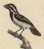 Самый обычный дятел (лист из альбома литографий "Галерея птиц... королевского сада", изданного в Париже в 1822 году)