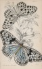 Бабочки 1. Idea Agelia 2. Idea Daos (лат.) (лист 10 XXXVI тома "Библиотеки натуралиста" Вильяма Жардина, изданного в Эдинбурге в 1837 году)
