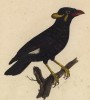 Священная майна (Gracula religiosa (лат.)) (лист из альбома литографий "Галерея птиц... королевского сада", изданного в Париже в 1822 году)
