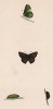 Бабочка малинница (лат. Papilio rubi), её гусеница и куколка. History of British Butterflies Френсиса Морриса. Лондон, 1870, л.38