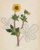 Лапчатка зальцбургская (Potentilla salisburgensis (лат.)) (лист 141 известной работы Йозефа Карла Вебера "Растения Альп", изданной в Мюнхене в 1872 году)