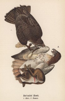 Сарыч краснохвостый (Buteo borealis) 1. Самец 2. Самка (лист 15 известной работы Бенджамина Уоррена "Птицы Пенсильвании", изданной в США в 1890 году (иллюстрации изготовлены по мотивам оригиналов Джона Одюбона))