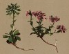 Ярутка круглолистная (Thlaspi rotundifolium (лат.)) (из Atlas der Alpenflora. Дрезден. 1897 год. Том II. Лист 146)