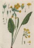 Первоцвет, или примула (Primula (лат.)) — род растений из семейства первоцветные. Большинство видов — красивоцветущие невысокие травы (лист 226 "Гербария" Элизабет Блеквелл, изданного в Нюрнберге в 1757 году)