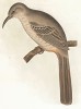 Пустынный кривоклювый пересмешник, Toxostoma lecontei (лат.). United States and Mexican Boundary Survey… Spencer F. Baird, Birds of the Boundary, л.XII. Вашингтон, 1859 