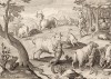 Волки с мощными телами, которых рождает Корсика, любят бесстрашно нападать на бычков и коз, кусать и грызть глотку и ключицы скота, пока не уходит из них жизнь, так как выпита кровь (Venationes Ferarum, Avium, Piscium, лист 48)