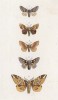 Четыре бабочки рода Bombyx, а также Eudromis Versicolora (5) (лат.) (лист 63)