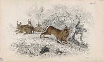 Стадо кроликов (Lepus Cuniculus (лат.)) (лист 32 тома VII "Библиотеки натуралиста" Вильяма Жардина, изданного в Эдинбурге в 1838 году)
