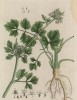 Сельдерей (Apium (лат.)) — овощная культура семейства зонтичные. Всего около 20 видов, распространённых на всех континентах. Афродизиак (лист 443 "Гербария" Элизабет Блеквелл, изданного в Нюрнберге в 1760 году)