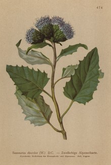 Соссюрея двухцветная (Saussurea discolor (лат.)) (из Atlas der Alpenflora. Дрезден. 1897 год. Том V. Лист 474)
