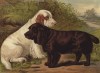 Спаниели Лапис и Тромб (из "Книги собак" Веро Шоу, украшенной великолепными иллюстрациями Чарльза Барбера. Лондон. 1881 год)