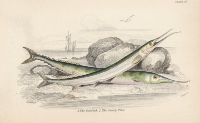 1. Сарган 2. Сайра тихоатлантическая (1. Garfish 2. Saury Pike (англ.)) (лист 29 XXXII тома "Библиотеки натуралиста" Вильяма Жардина, изданного в Эдинбурге в 1843 году)