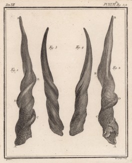 Устройство рога (лист XLVI иллюстраций к двенадцатому тому знаменитой "Естественной истории" графа де Бюффона, изданному в Париже в 1764 году)